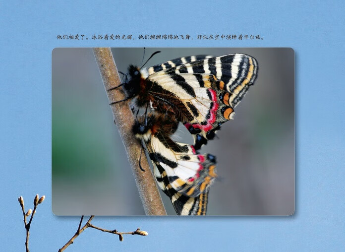 图画书;绘本;中国原创;中华虎凤蝶;昆虫