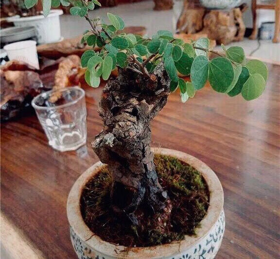 羊蹄甲金丝老桩花卉绿植盆景盆栽庭院四季常青舍利碳化镂空麦桑荷