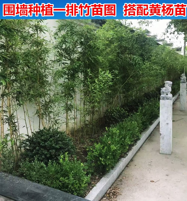 姜南庭院植物地栽竹子苗紫竹青竹罗汉竹竹苗竹根竹子四季青别墅围墙