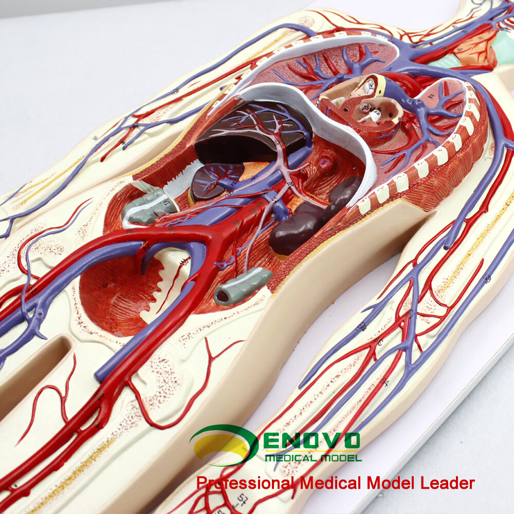 肺循环双循环心血管介入心脏模型心外科血管动脉静脉人体解剖【图片