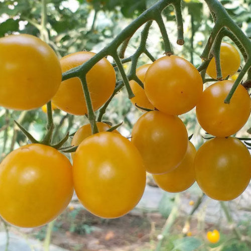 【顺丰】黄色小番茄夏日阳光新鲜水果圣女果小柿子千禧果番茄 黄色