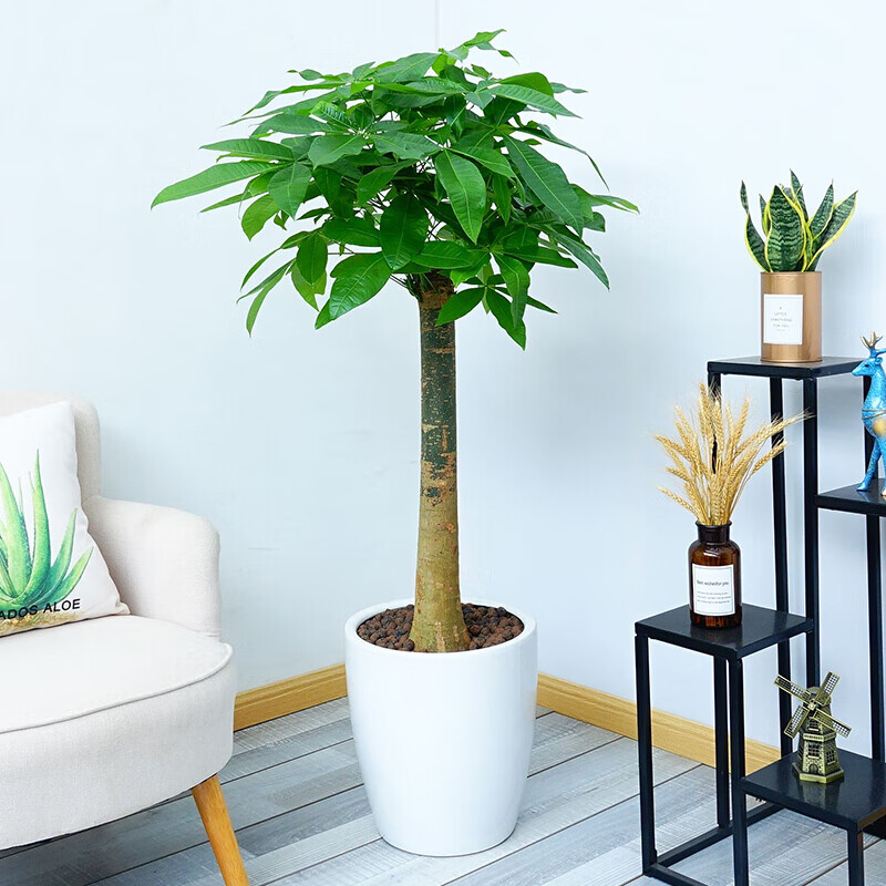 单杆发财树盆栽客厅大颗型树桩植物绿植办公室白炮筒瓷盆 高约1-1.