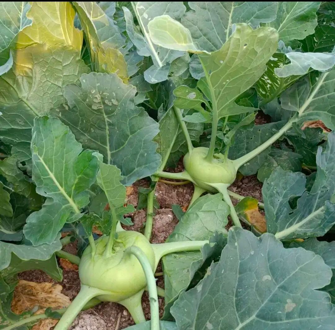 云南新鲜现摘现发蔬菜苤蓝水果大头菜疙瘩菜新鲜苤蓝泡菜农家自种新鲜