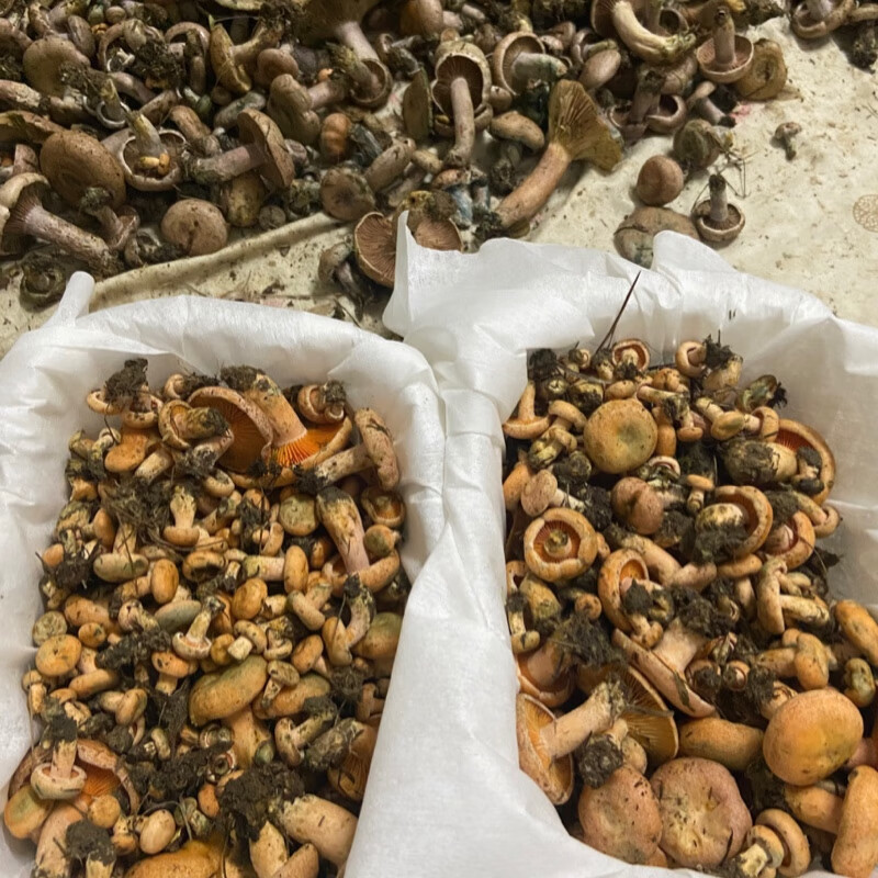 媚调【顺丰空运】新鲜野生黄枞菌松树菌松乳菇松菌重阳菌雁鹅菌铜绿菇