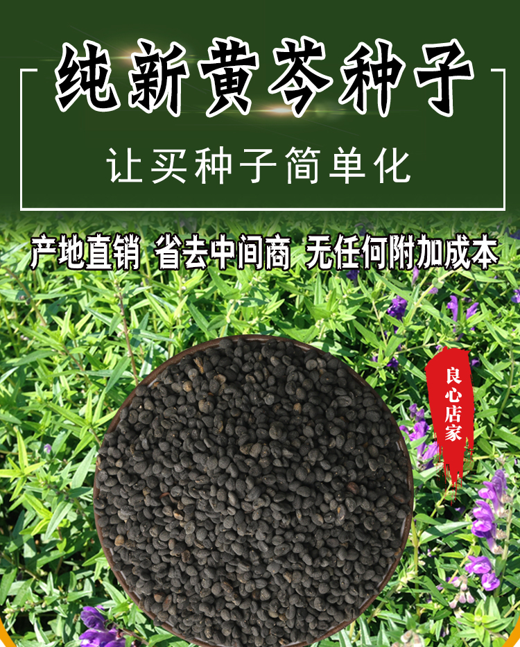山谷里的居民 中药材黄芩种子新黄芩种籽四季播种抗旱能力强 黄芩种子