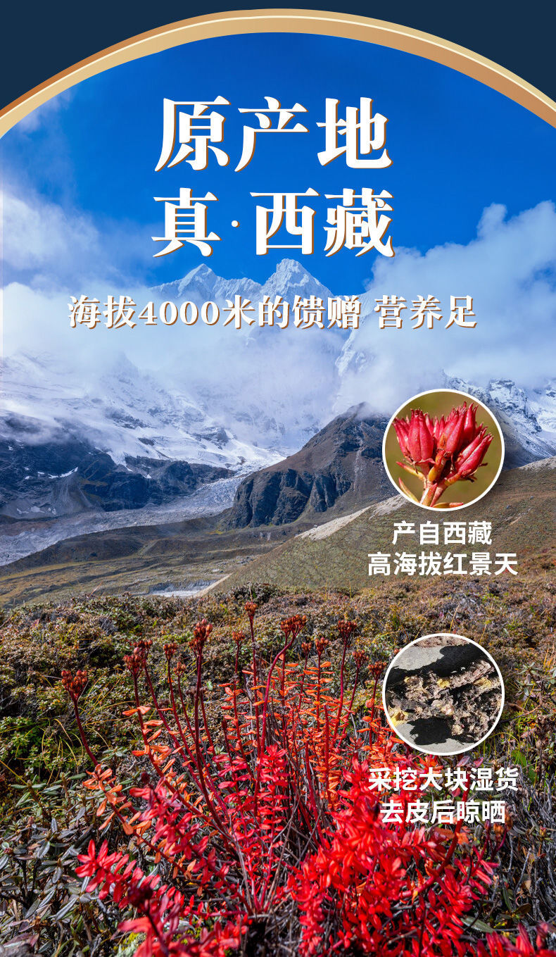 新货 西藏红景天 西藏高原反应 大花红景天 红药材泡茶泡水 西藏大花