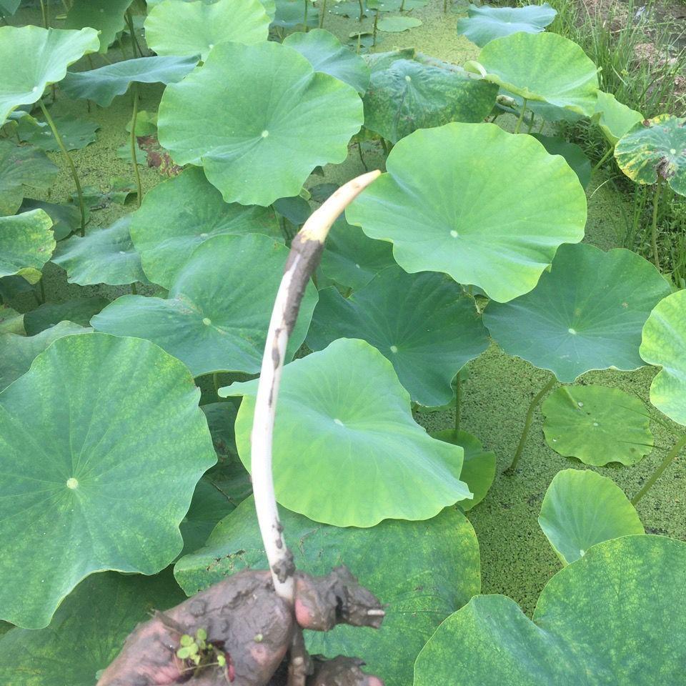 湖北特产洪湖新鲜藕带藕肠子藕尖莲藕梢子莲藕现摘蔬