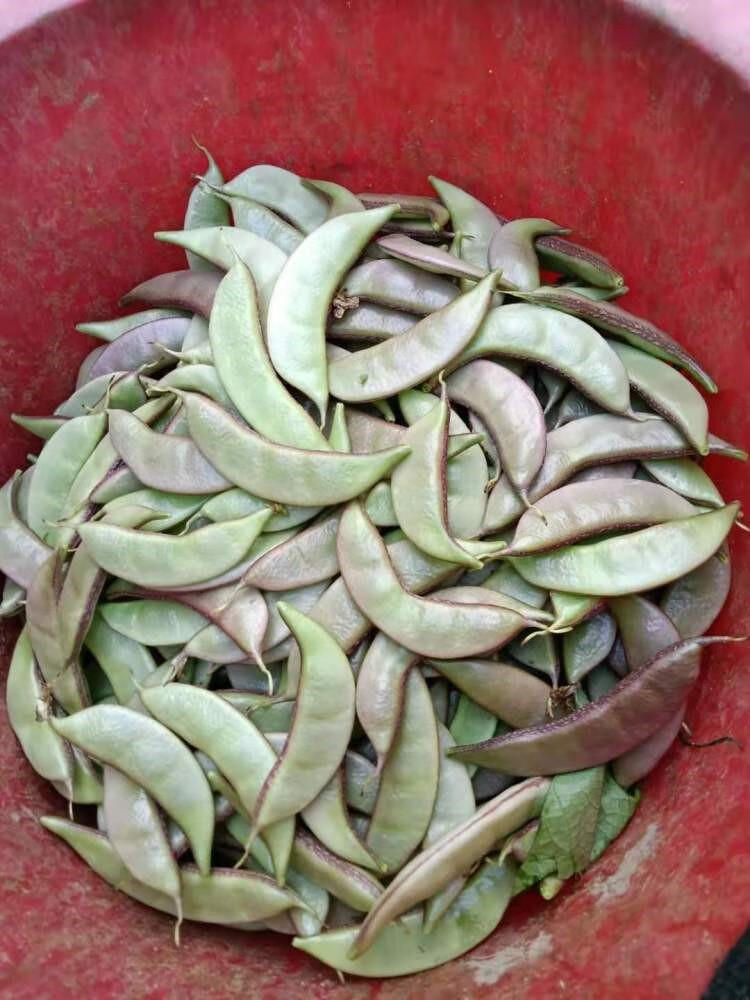 轻恋 湖南浏阳本地紫红边扁豆角农家自种现摘现发肉厚扁豆当季新鲜