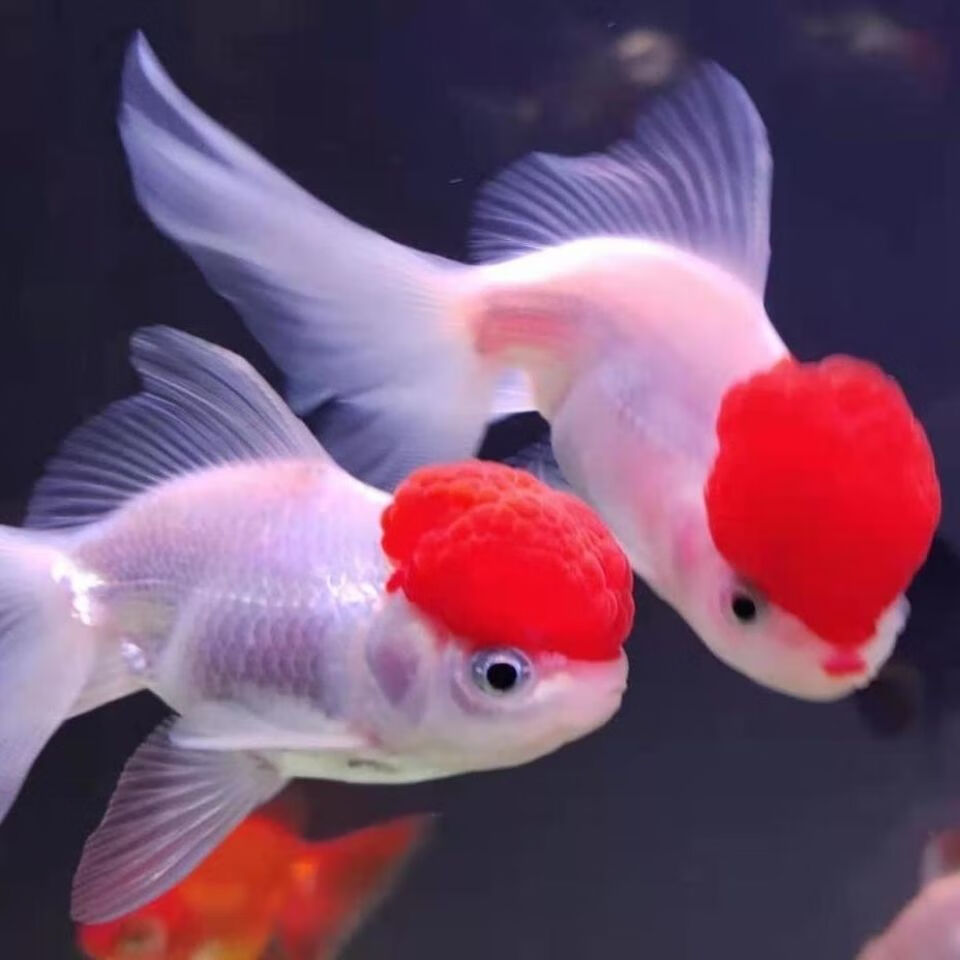 鸿运当头红帽鹤顶红观赏鱼活好养耐活红头金鱼小型淡水鱼冷水鱼鸿运