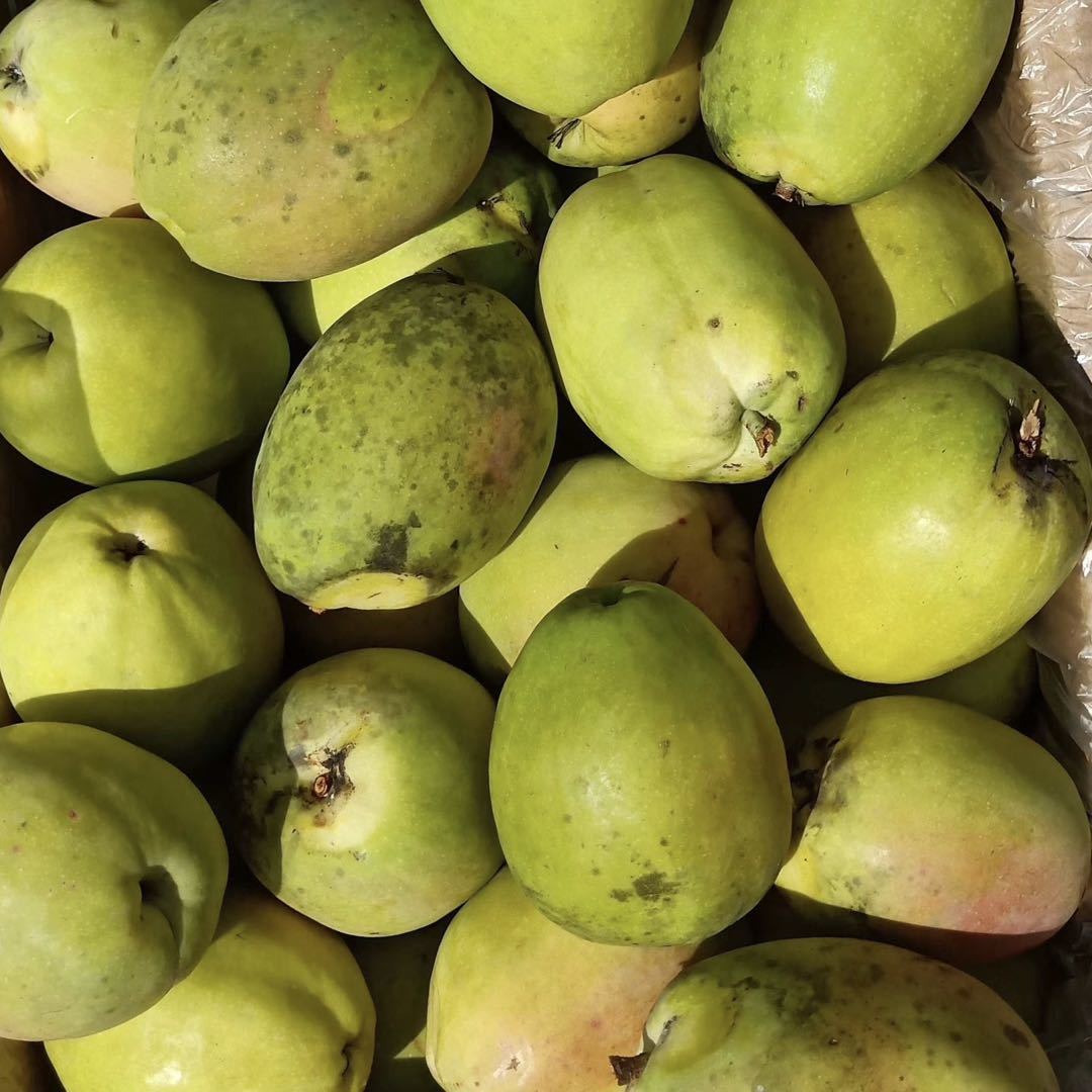 早告白 临沧酸木瓜云南特产酸果子耿马傣族本地野生水果酸爽果子 干