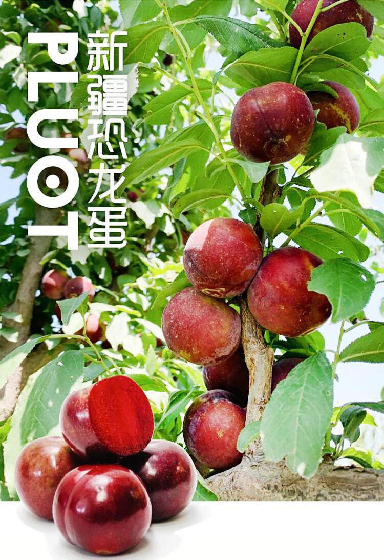 【顺丰速发】新疆恐龙蛋李子3斤 新鲜水果现摘当季红肉血丝李子大果红