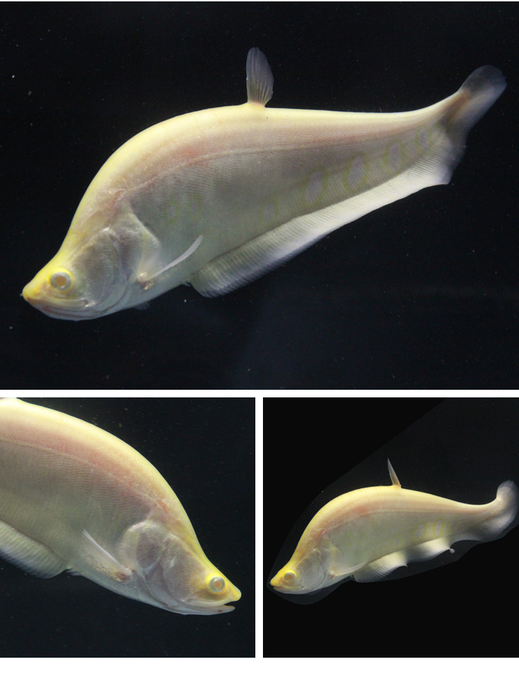 七星刀鱼活体鱼白化金刀鱼中大型鱼热带鱼观赏鱼渔场直销龙鱼配鱼s