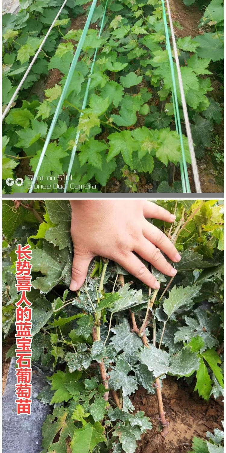 红加仑5年苗2颗【图片 价格 品牌 报价】-京东