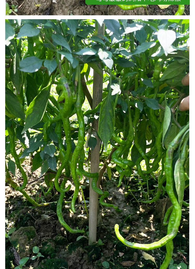 采缇 湖南新鲜长鸡肠辣椒青辣椒蔬菜现摘香辣青椒椒皱皮辣椒 4斤