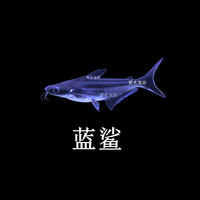 淡水鲨鱼成吉思汗鲨蓝鲨大白鲨虎头鲨白化鲨凶猛热带