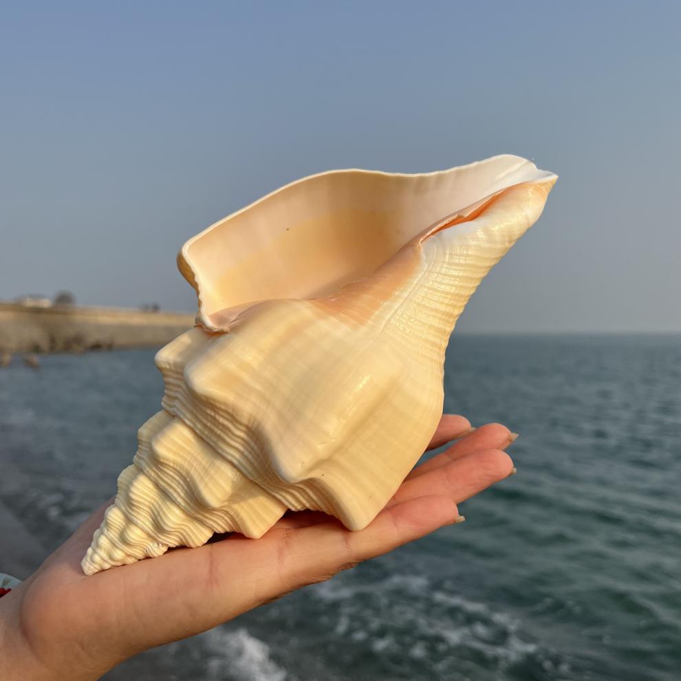 海螺贝壳工艺品 大海螺可听大海的声音黄金螺贝壳能吹响海螺号居家