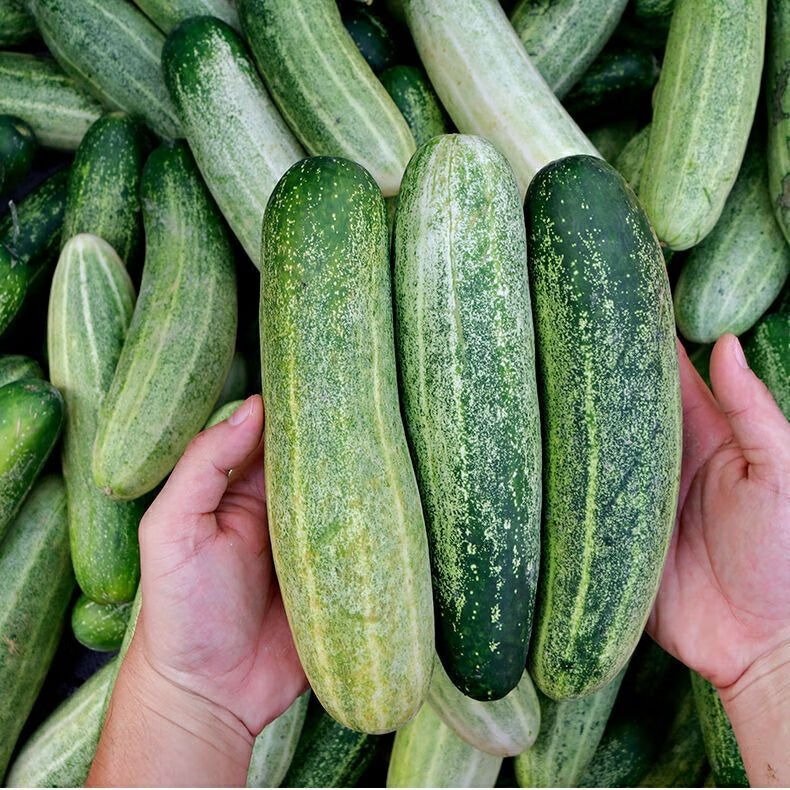 广东旱黄瓜新鲜蔬菜现摘现发黄瓜吊瓜生吃无刺青瓜土黄瓜精选净重1斤