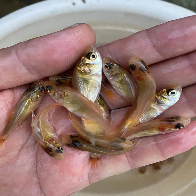 优质淡水金大头鱼苗批发金鳙鱼红鲢鱼活体食用金色花鲢鱼观赏养殖易活