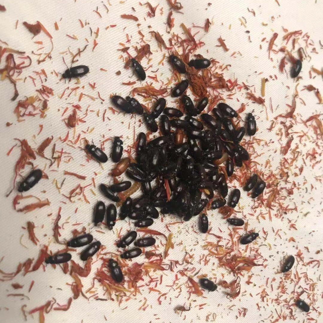 伟博九龙虫专业养殖活体幼虫虫药材食材用养生泡茶洋虫宠物虫活虫