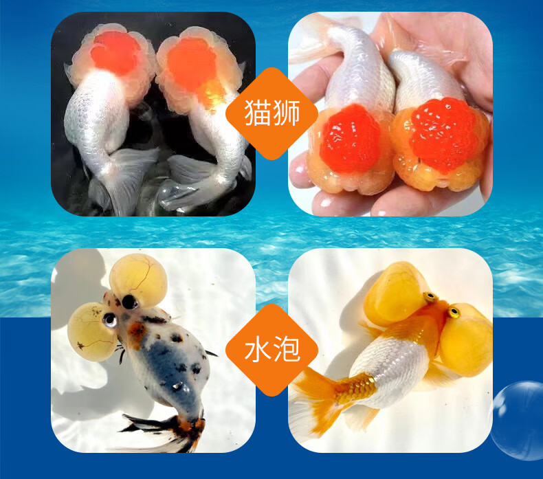 金魚活魚小型淡水觀賞魚飼料蘭壽金魚苗錦鯉蝶尾泰獅珍珠好養包活 4