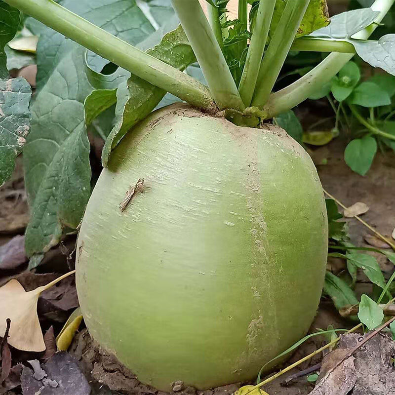 绿皮红心萝卜 心里美萝卜 胭脂萝卜满堂红萝卜新鲜 5斤【图片 价格