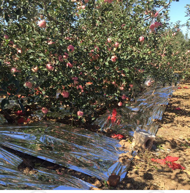 农用果树反光膜果园苹果地葡萄反光上色双面增色大棚增温地膜 宽2米长