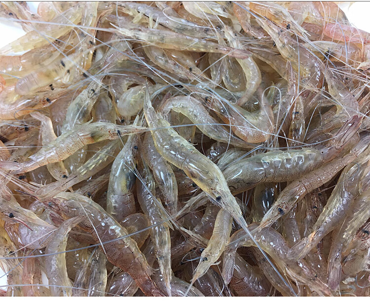 青岛鲜活速冻淡水小河虾小白虾大河虾鲜活冷冻小河虾小明虾新鲜 小