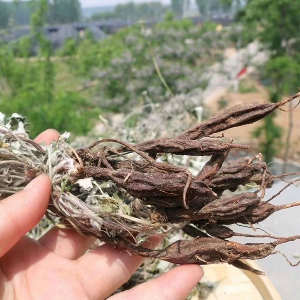 翻白草(翻白草彻底根治血糖高)