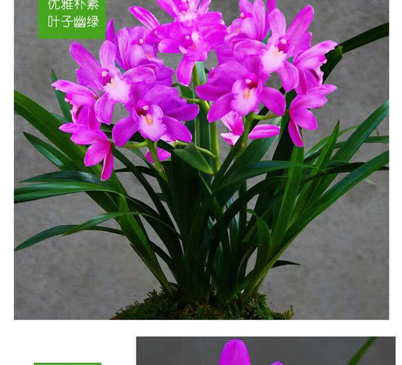 兰花苗爆盆10苗原盆土超香四季开花红色妖姬兰花浓香型超香香兰佳人4