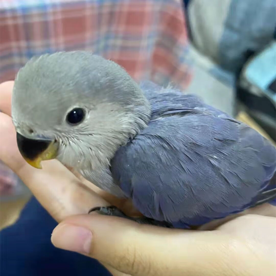 鸚鵡活體 牡丹鸚鵡活鳥黃桃綠桃鸚鵡幼崽雛鳥半毛小鳥一對寵物鳥手養