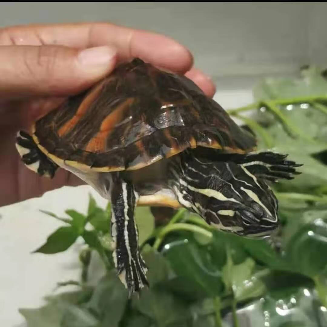 火焰龜活體觀賞龜吃菜龜活體小寵物深水龜素食龜龜【順豐發貨】 6到7