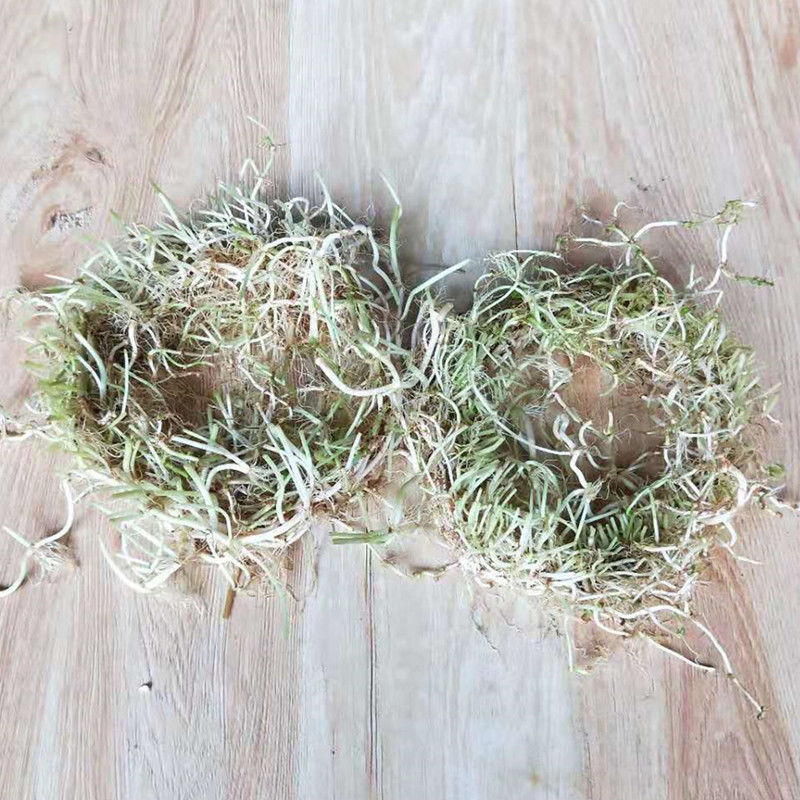 盆景金钱草绿萝吊兰净化空气水培植物 铜钱草根芽2大份( 肥料【图片