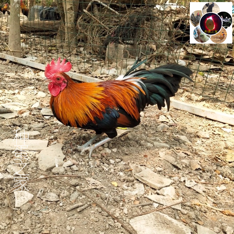 现捡现发茶花鸡种蛋受精蛋可孵化蛋种蛋受精孵化破损包赔10枚 10枚