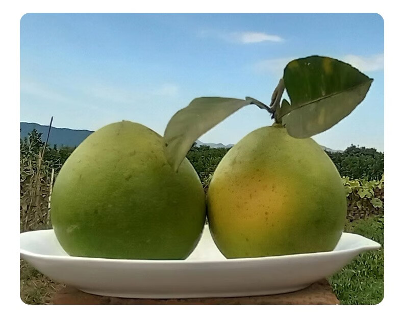 安福金兰柚正宗江西特产井岗山蜜柚白心大果萍乡蚕子当季新鲜柚子 10