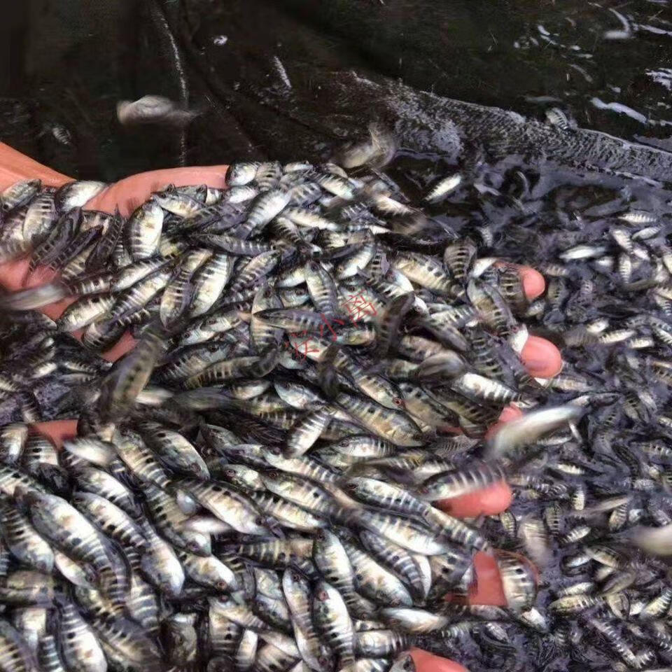 【安小离】淡水石斑鱼苗水花花斑鱼苗溪石斑鱼鲈鱼苗翘嘴鱼苗淡水军