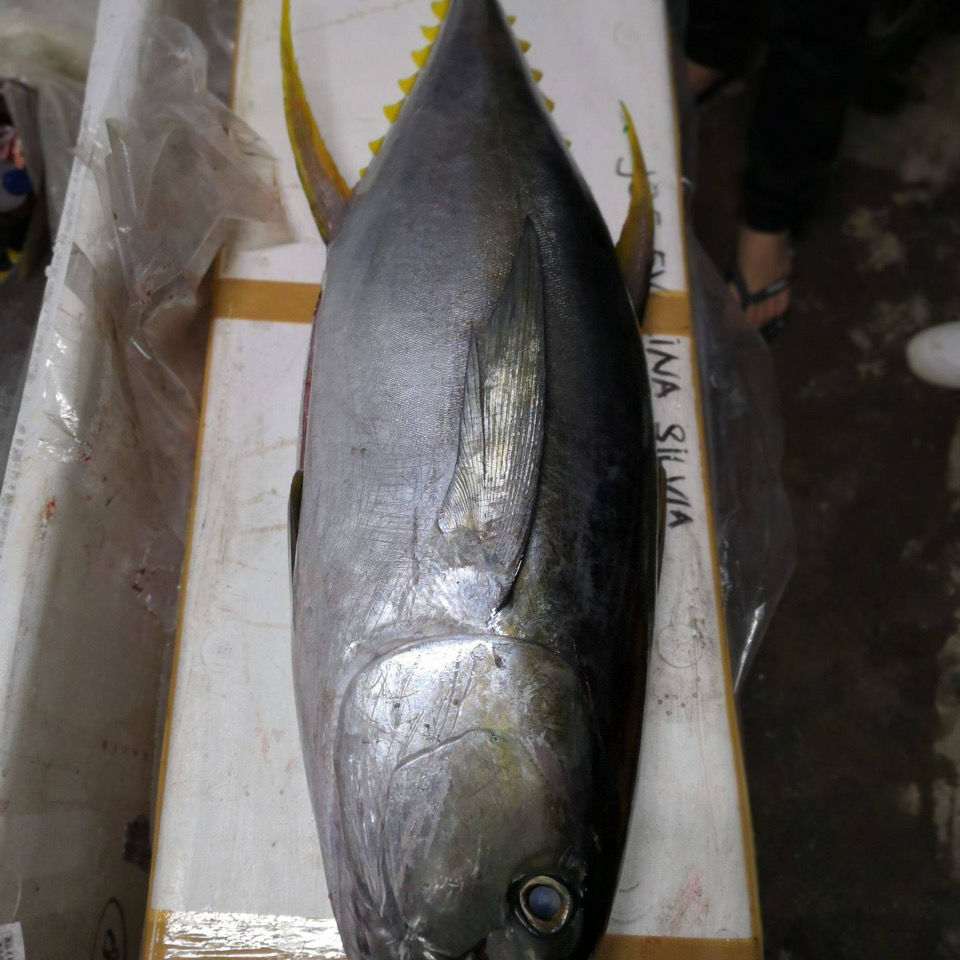 每日原浆南海黄鳍金枪鱼可刺身鲜活冷冻新鲜整条冷冻黄旗大目 13斤