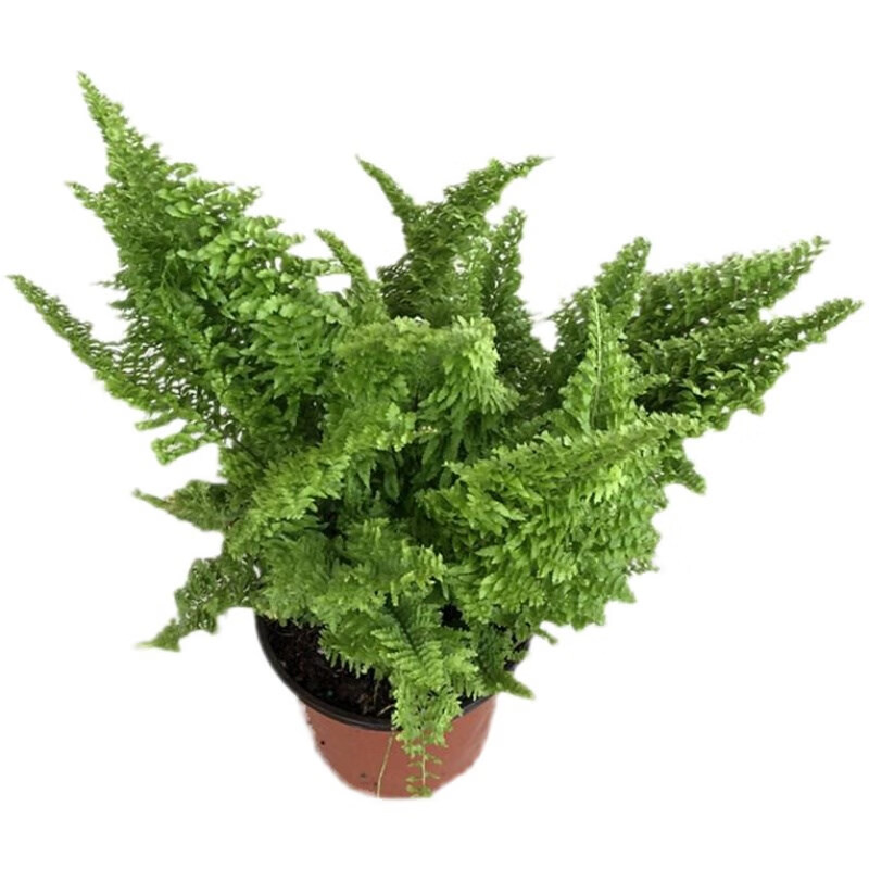 厥类绿植尾富贵波银线珊瑚棉花糖蕾丝肾蕨蕾丝蕨蕨类盆栽景观植物