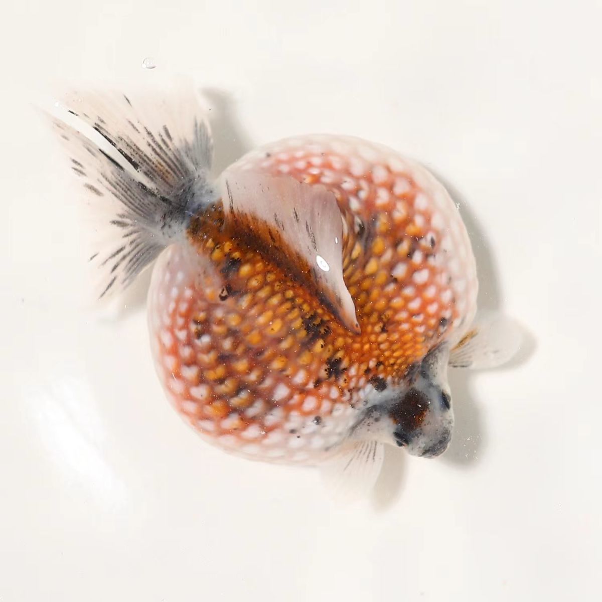 荣郁珍珠金鱼观赏鱼精品珍珠活体皇冠鼠头珍珠五花红白黑珍珠包活鱼苗