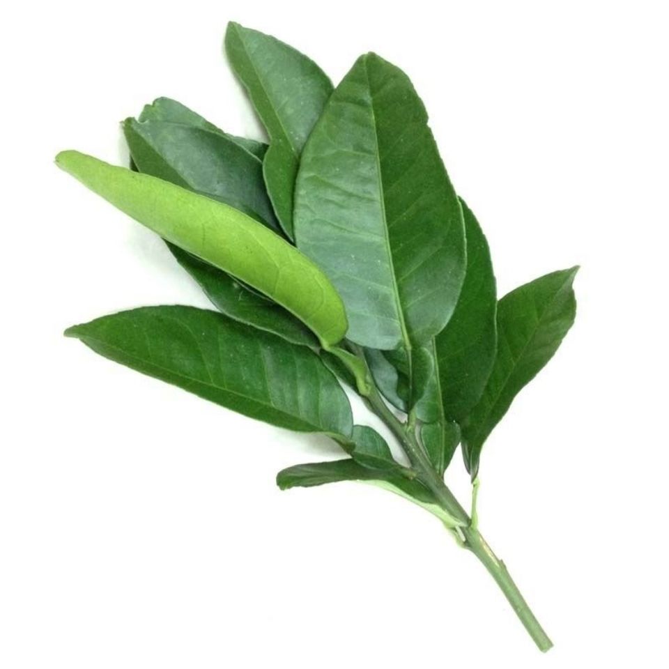 新鲜柚子叶现摘去晦气转运祈福沐浴柚叶60年老树柚叶