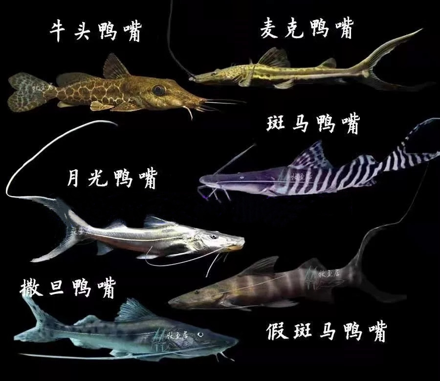楠苑秋颖虎纹鸭嘴鱼鸭嘴鲨月光鸭嘴斑马鸭嘴鱼淡水鲨鱼大型底层观赏鱼