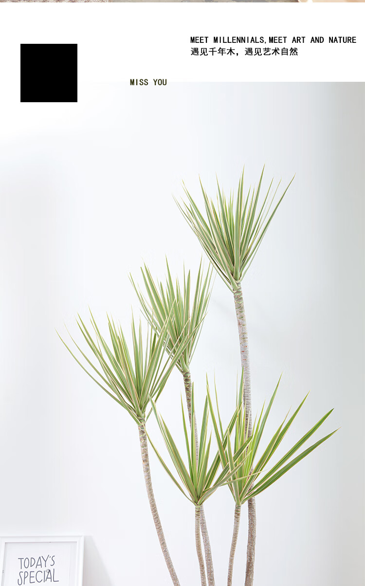 新款pottedplant大型绿植北欧网红千年木马尾铁造型盆栽含盆 金边160