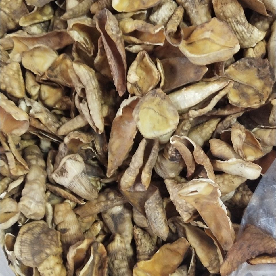 北京同仁堂原料精选中药 10-50-100克炒猪甲 猪脚甲另有炮猪蹄甲磨粉