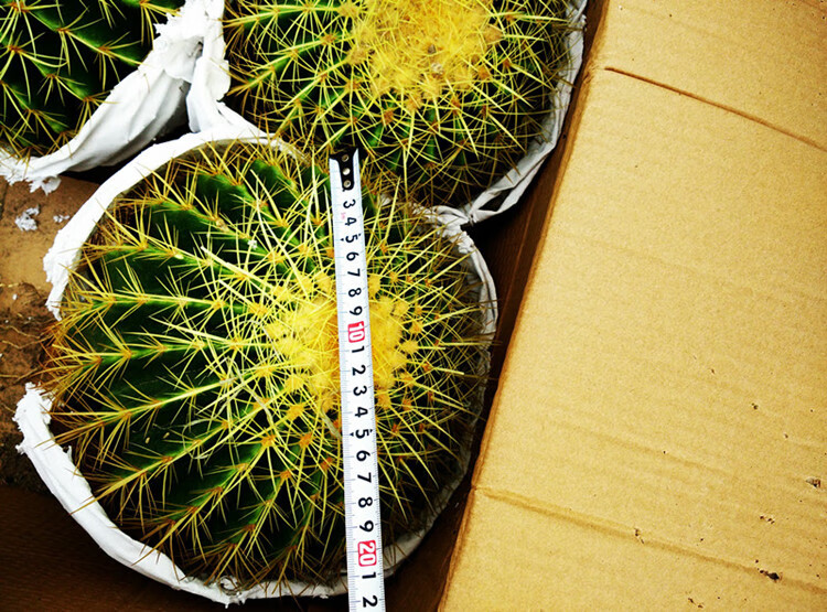 超大金琥仙人球直径10cm42cm花卉盆栽绿植桌面盆栽阳台多肉植物规格