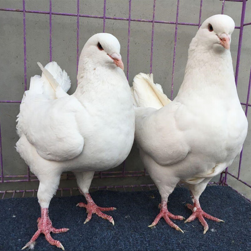元宝鸽子种鸽幼鸽特大苗小鸽一对巨型大体型圆环摩登娜白色活体 灰色