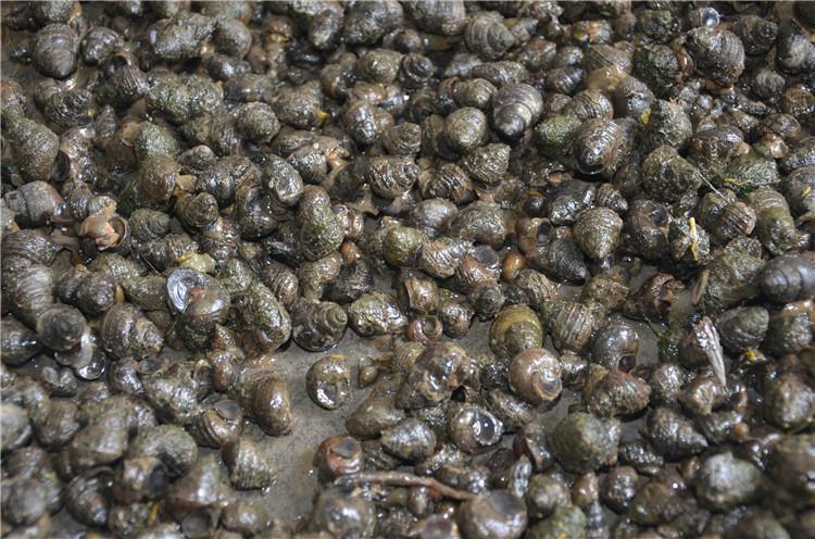 钓鱼脆螺专攻黑坑鱼塘青鱼螺活体螺蛳鱼饵料薄壳小田螺黄金螺脆螺3斤