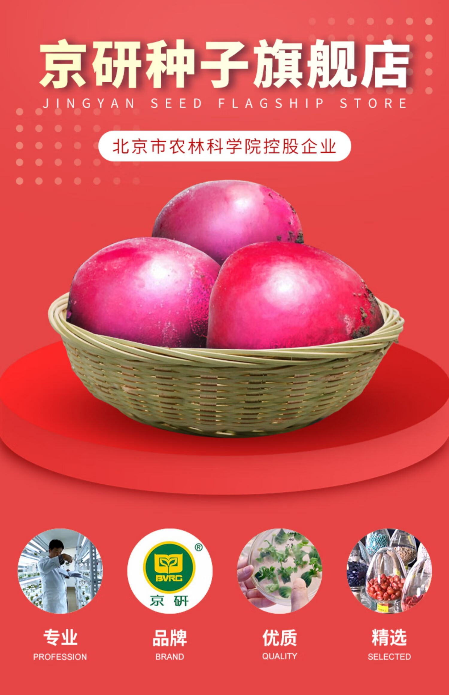 北京农科院京研蔬菜种子原味水果番茄芹菜西葫芦四季奶油生菜种籽 京