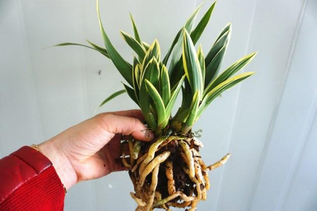 亏本价兰花金边矮种金凤凰精品四季兰花建兰名品圆尾艺 金凤凰圆尾艺