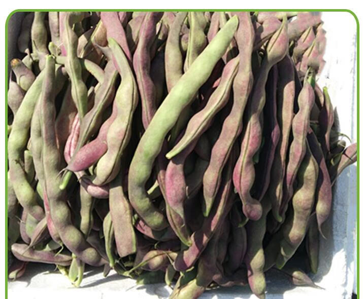 媚调东北紫豆角 大紫袍芸豆【发顺丰】农家新鲜蔬菜 冻死鬼紫豆角 3斤