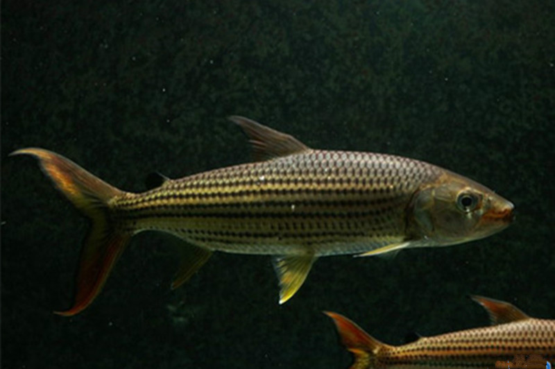 ajaj大型加拉辛猛鱼活体 白金猛鱼 黄金猛鱼 黄金河虎 哥伦比亚巨暴鱼