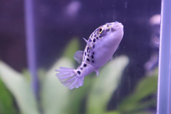 yellow河豚活体宠物鱼气泡鱼狗头鱼鼓包鱼潜水艇冷水淡水观赏鱼 麒麟